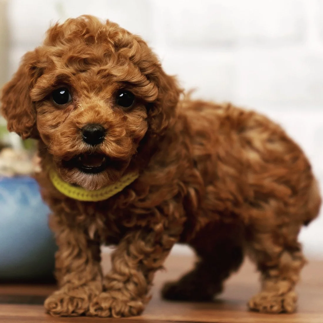 Red maltipoo hotsell